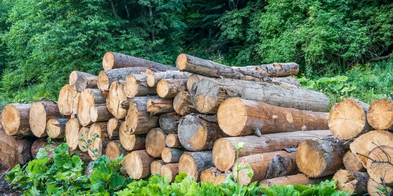 How to Identify Logs of Wood