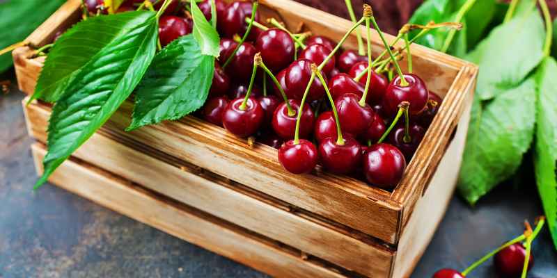 Is Cherry Wood Poisonous