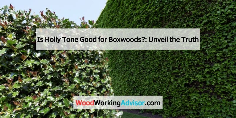 Is Holly Tone Good for Boxwoods