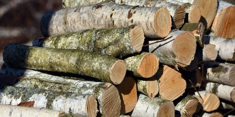 Is Paper Birch Good Firewood