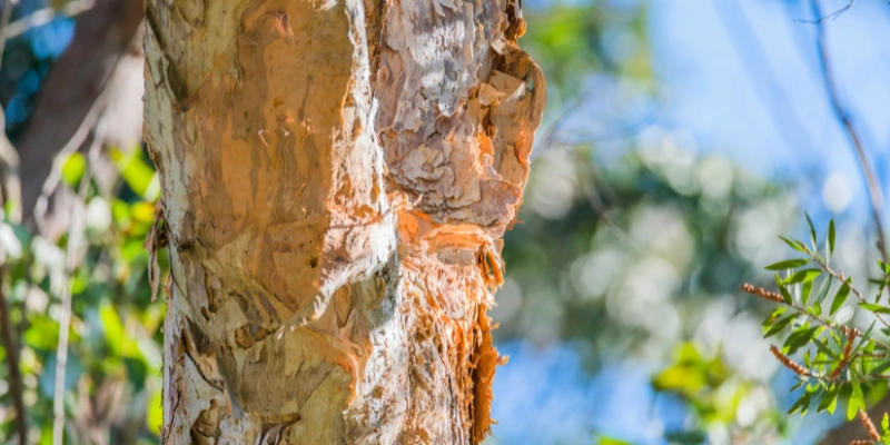 Is Paperbark Good Firewood