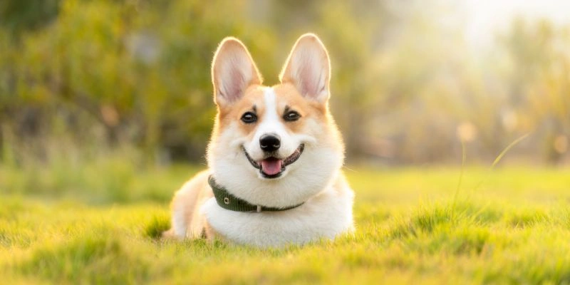 Is Polyurethane Toxic to Dogs
