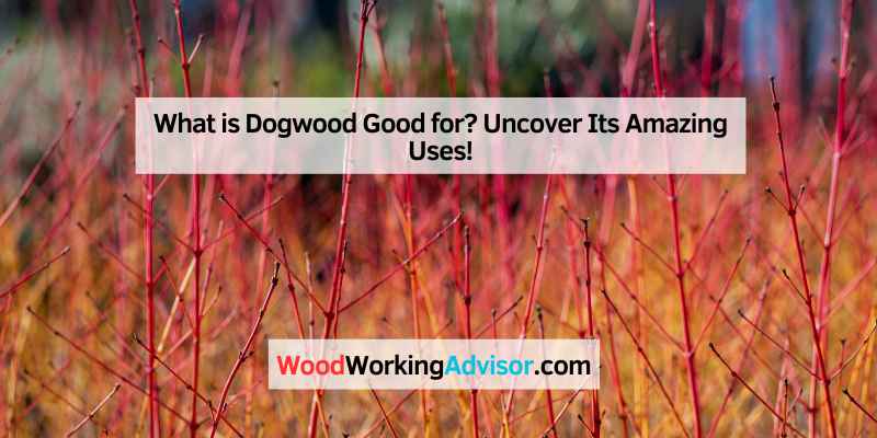 What is Dogwood Good for