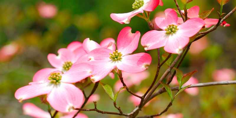 What is Dogwood Good for