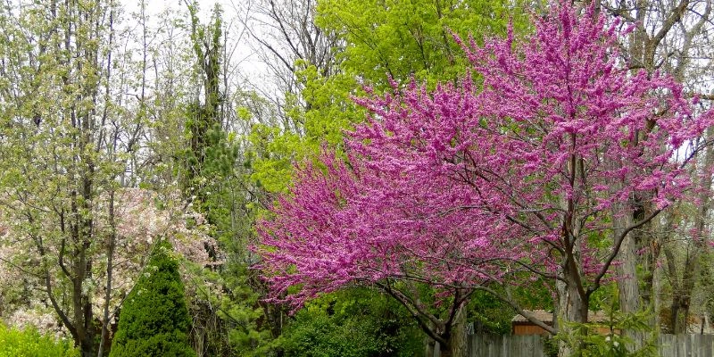 What is Redbud Wood Used for