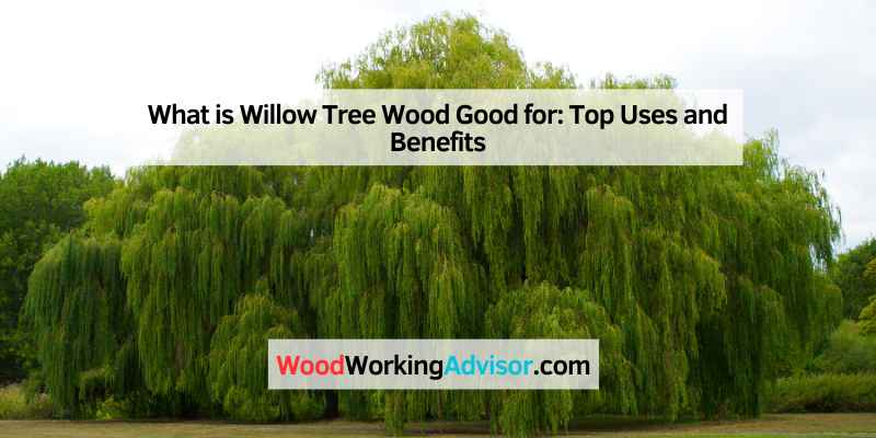 What is Willow Tree Wood Good for
