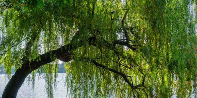 What is Willow Tree Wood Good for