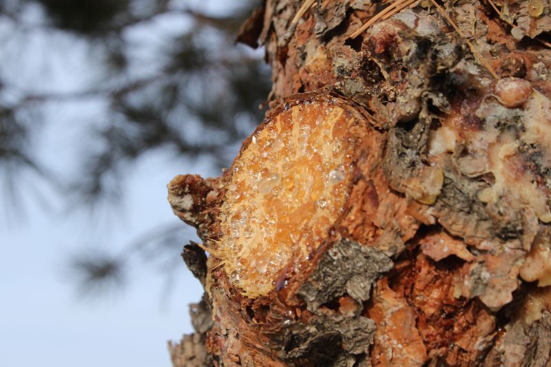 How to Stop Tree Sap