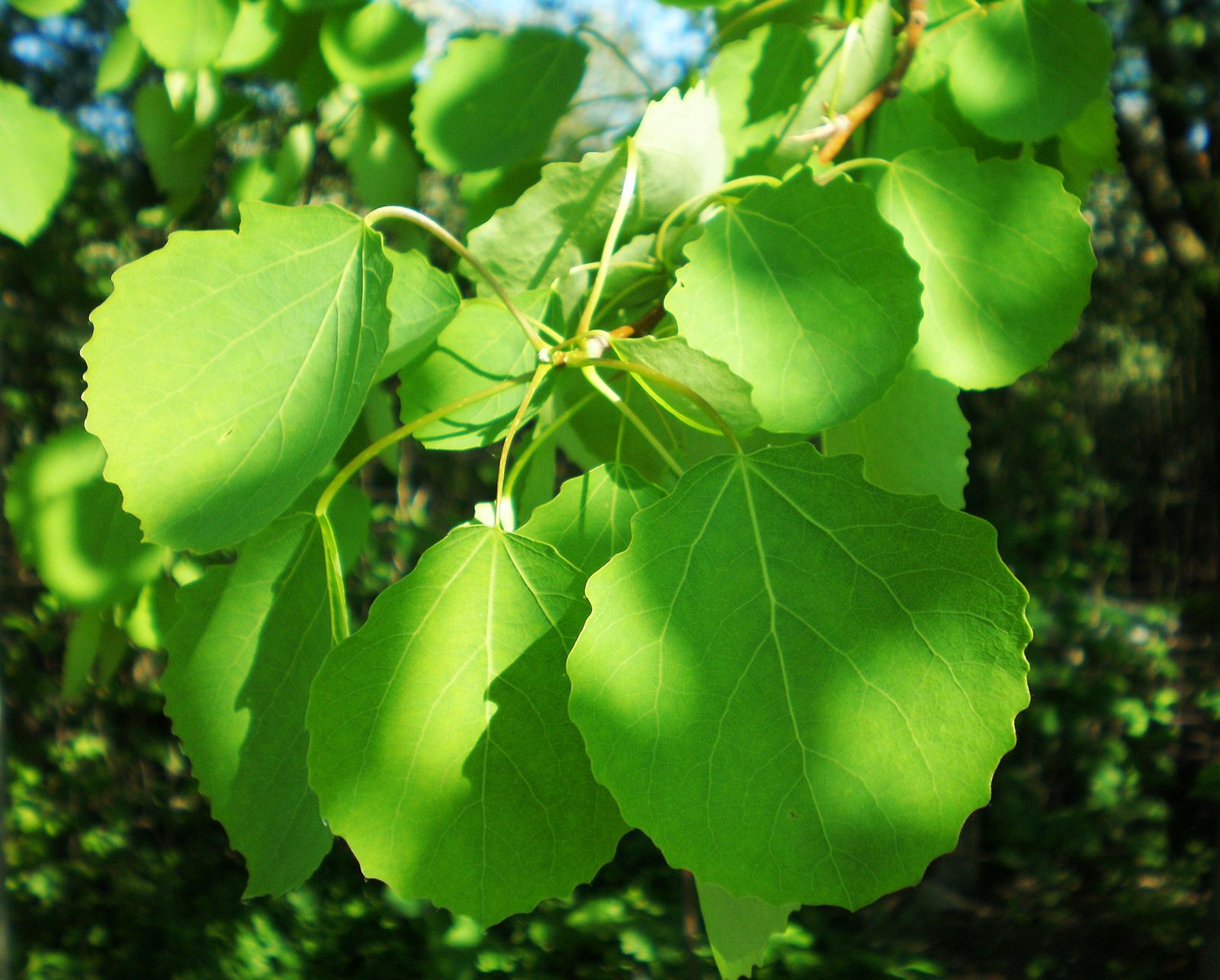 What are Poplar Trees Used for