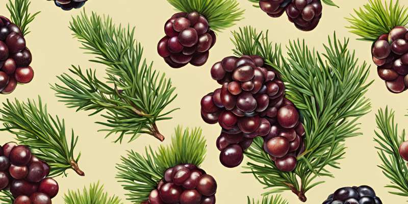 Are Cedar Berries Edible? Discover Their Health Benefits