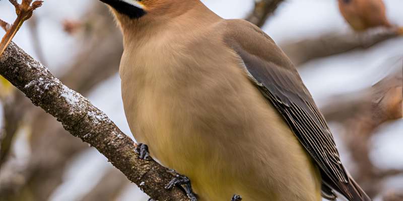 Are Cedar Waxwings Rare? Discover the Truth About These Birds