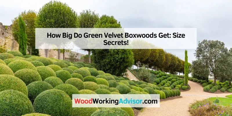 How Big Do Green Velvet Boxwoods Get