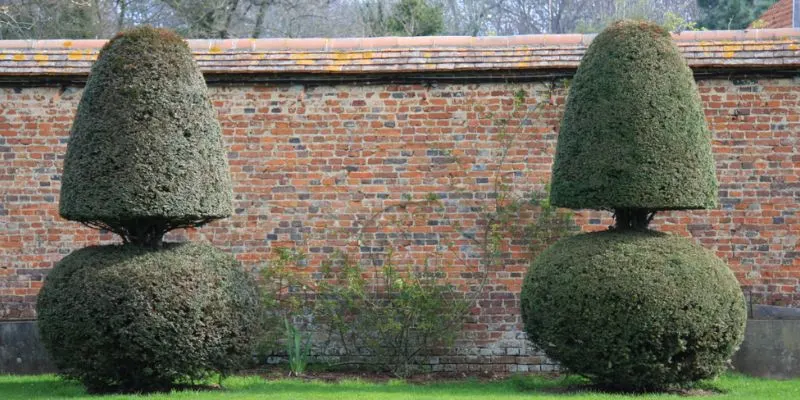 How Big Do Green Velvet Boxwoods Get