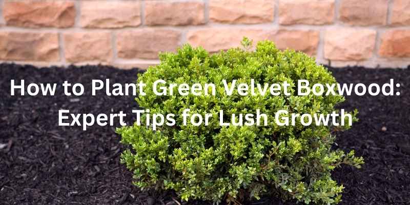 How to Plant Green Velvet Boxwood: Expert Tips for Lush Growth