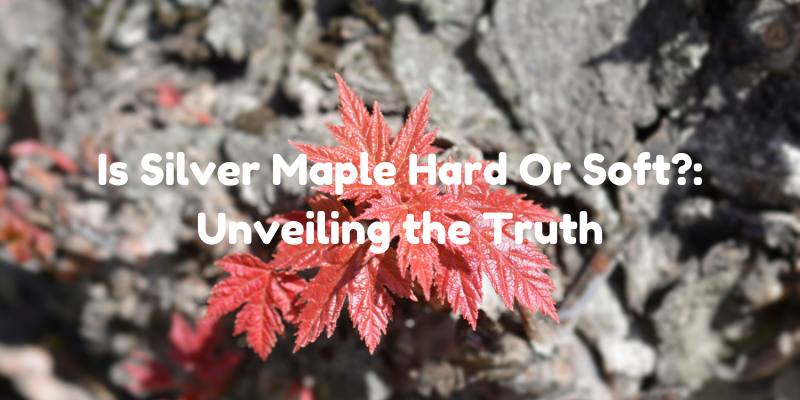 Is Silver Maple Hard Or Soft?: Unveiling the Truth