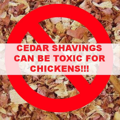 Are Cedar Shavings Safe for Chickens