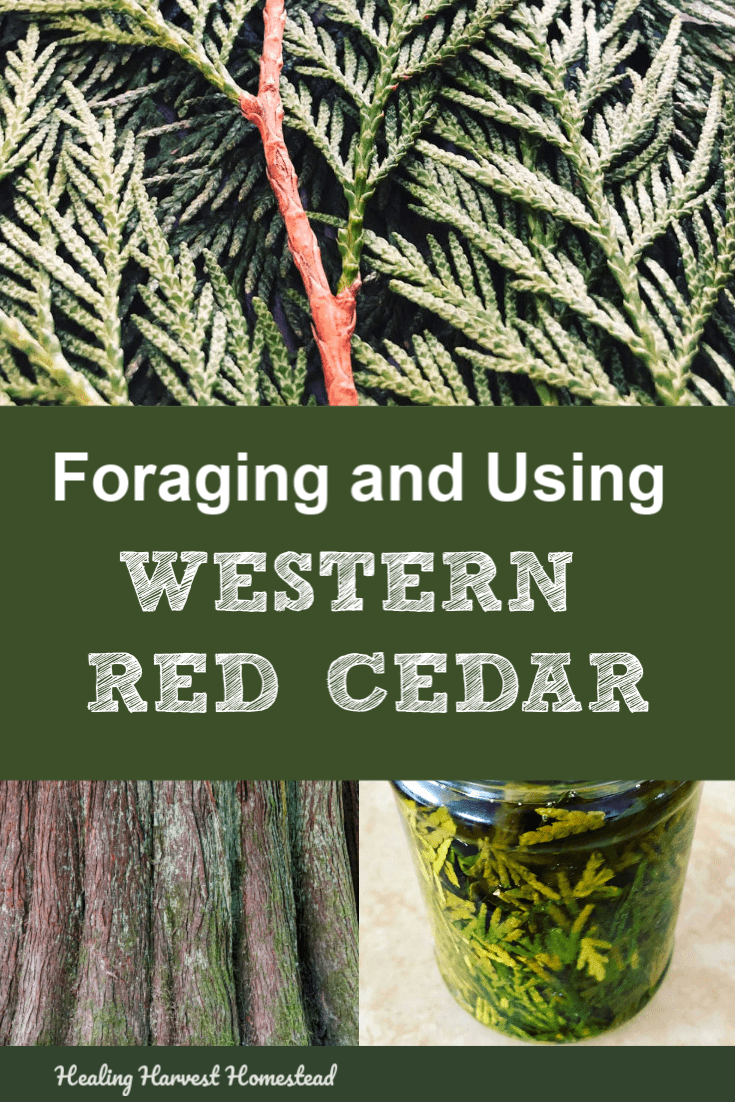 Cedar Benefits And Uses