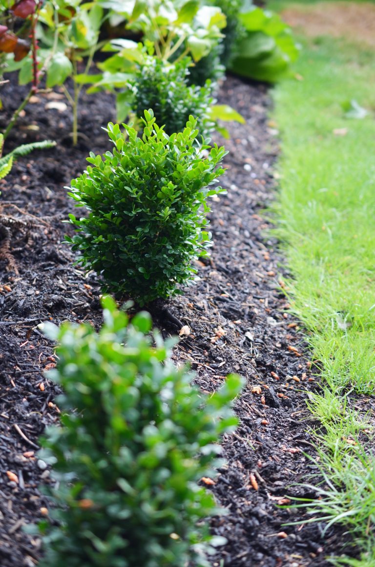 How Far Apart Should You Plant Boxwoods