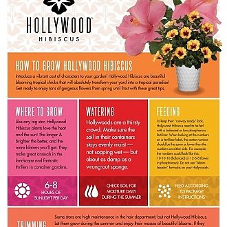 Is Hollywood Hibiscus a Perennial