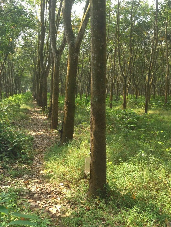 Is Rubberwood Sustainable