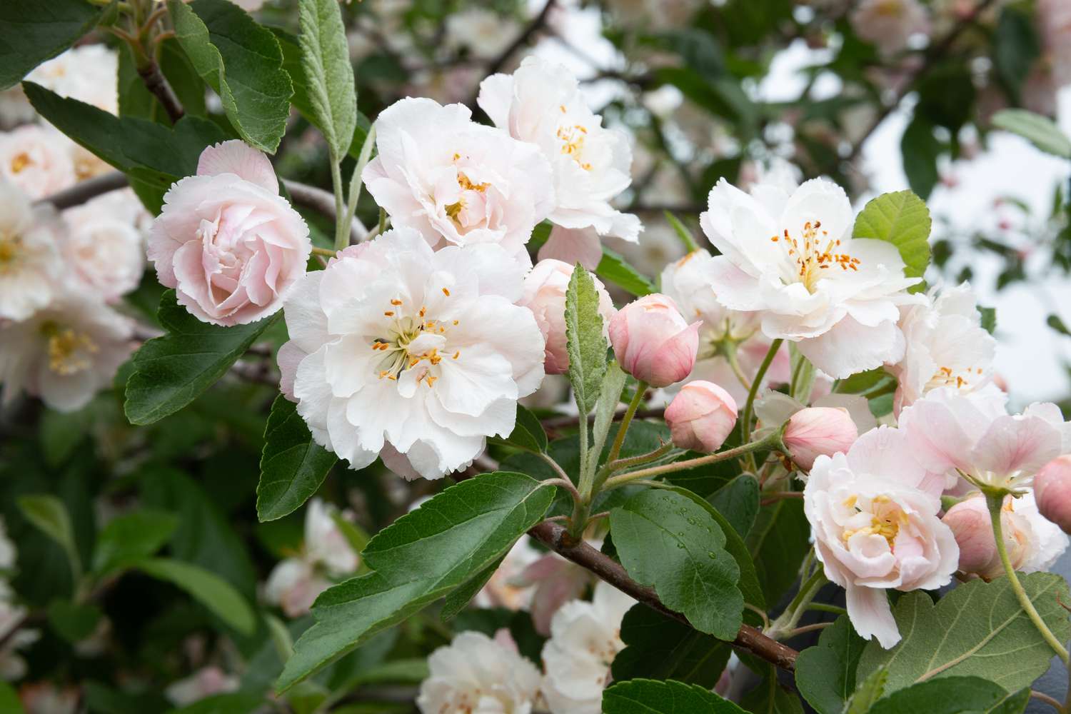 Which Trees Smell the Best