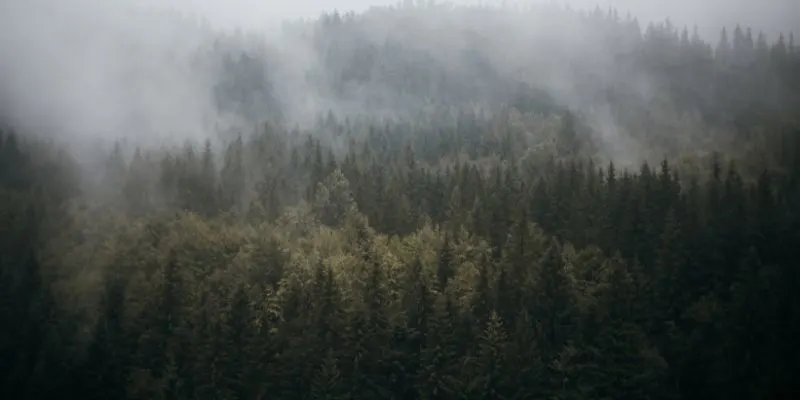 How Do You Know If You Have Cedar Fever