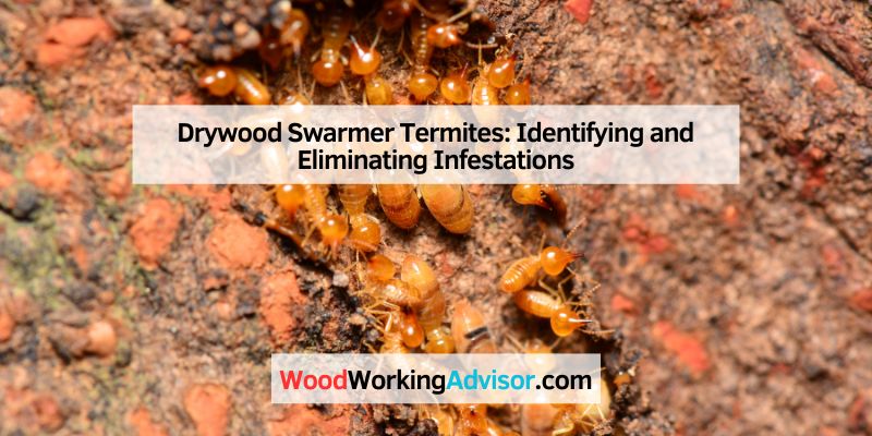 Drywood Swarmer Termites