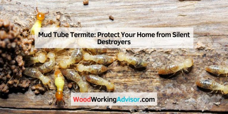 Mud Tube Termite