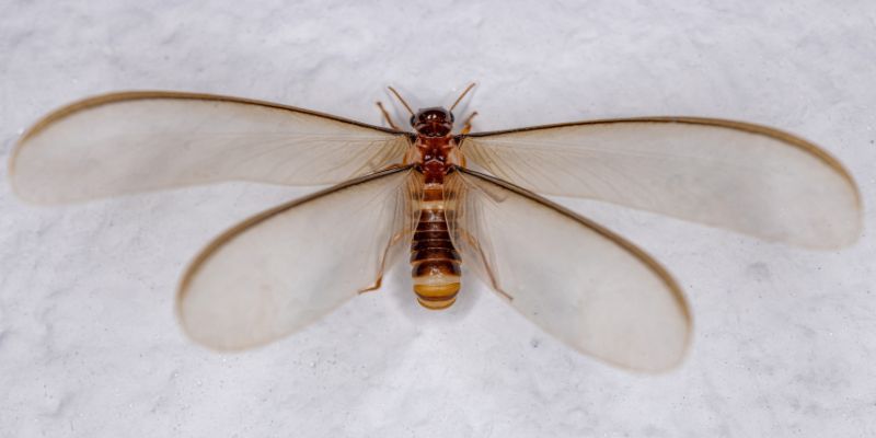 Termite Wings Everywhere