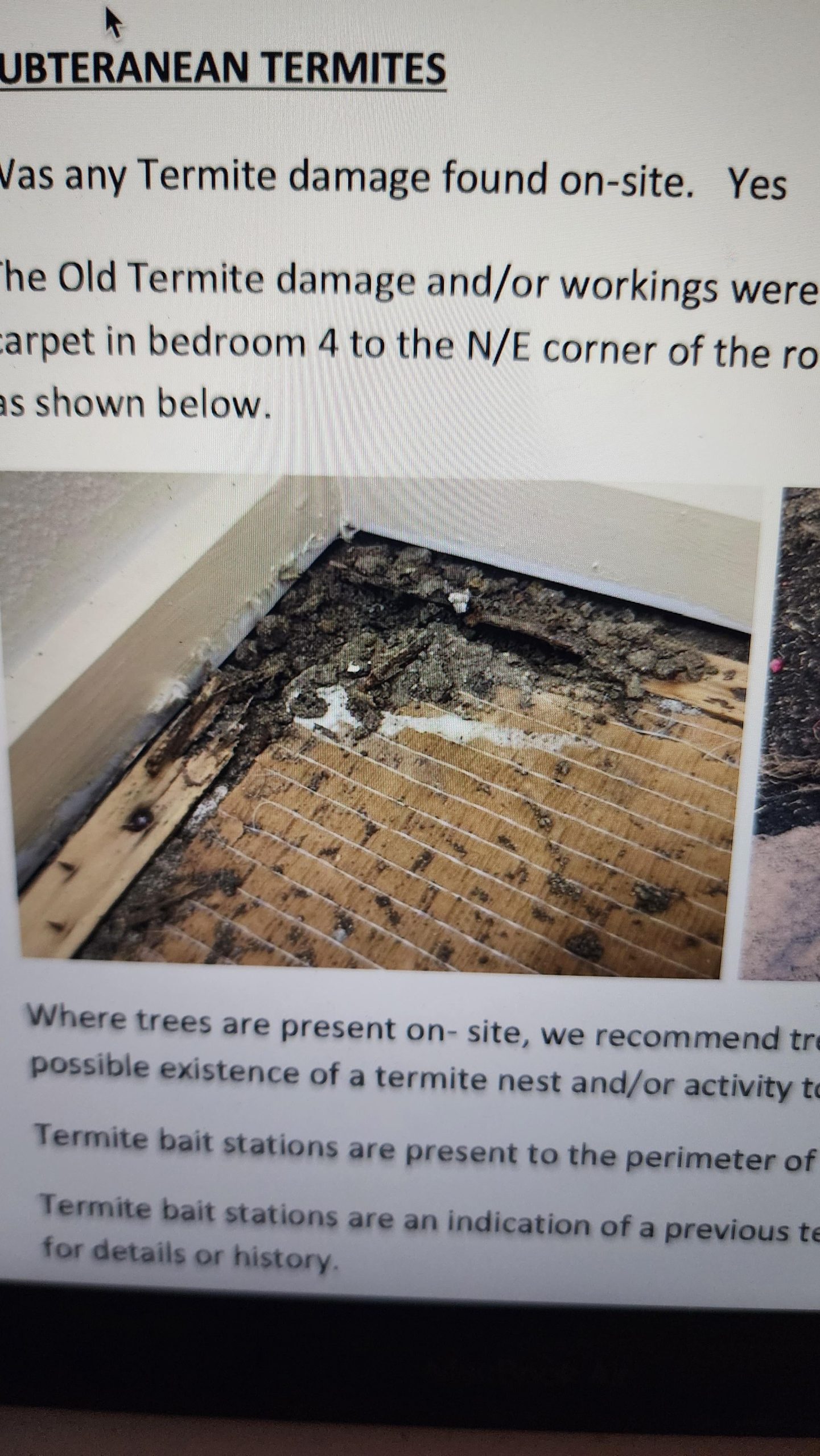 A Lot of Termites Showing in House