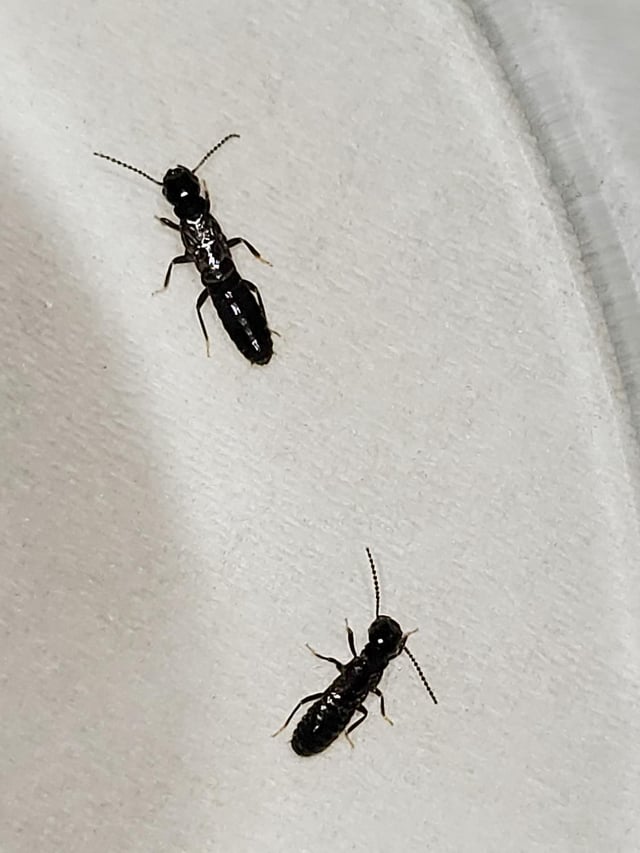 Black Wingless Termites