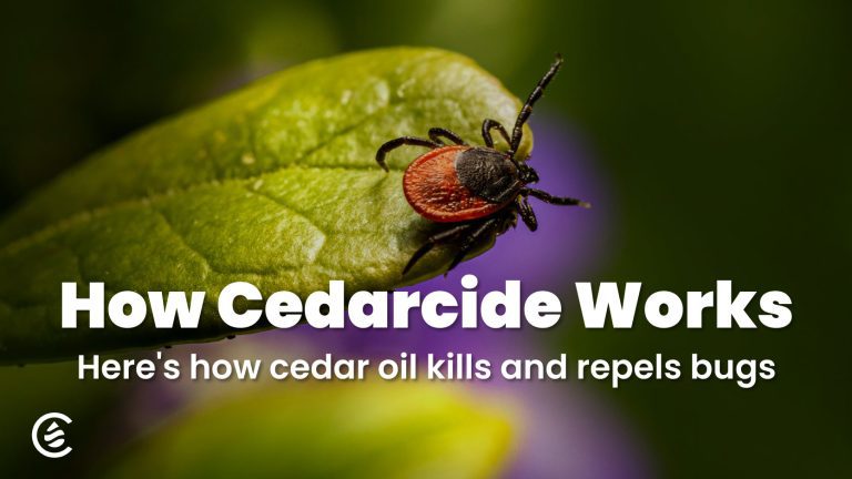 Cedar Oil Repels Roaches