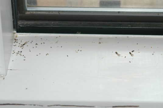 Dead Termites in House