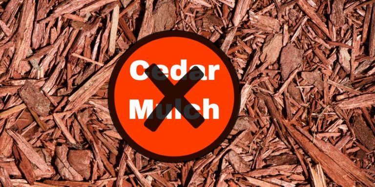 Do Cedar Chips Repel Roaches