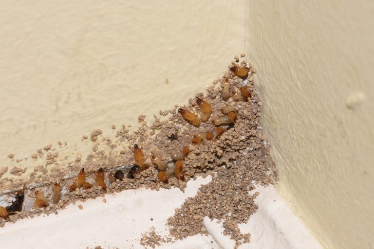 How Bad are Termites in a Home