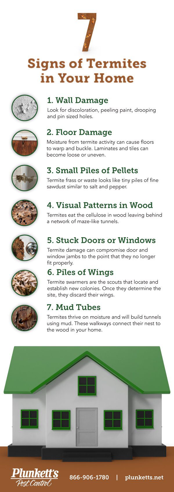 How to Tell Termites