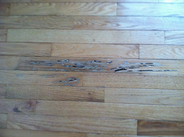 Signs of Termites in Floor