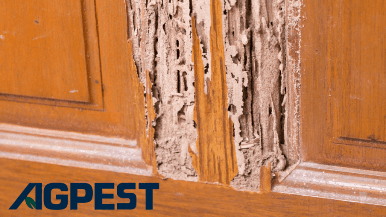 Signs of Termites in Wood