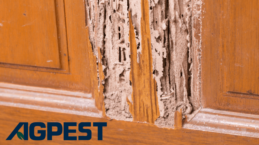 Signs of Termites in Wood