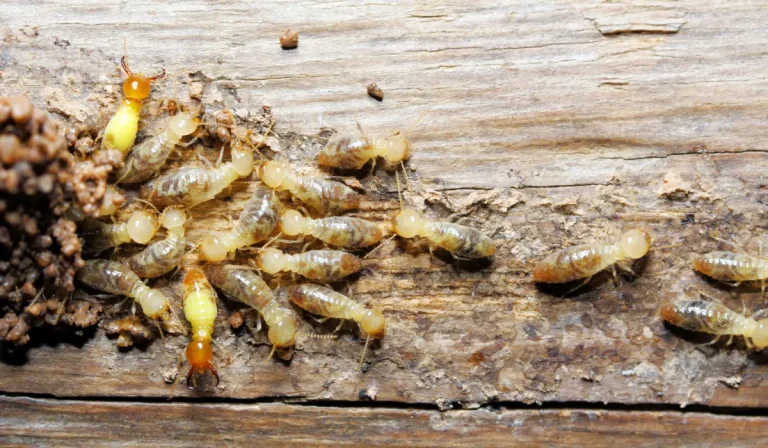 Termites in House Good Or Bad