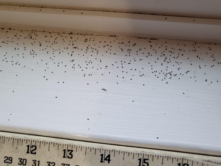 Termites in Window Sill