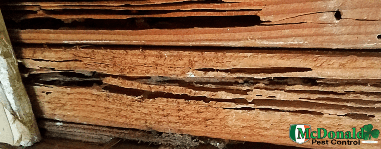 What Does Termite Damage Look Like on Wood