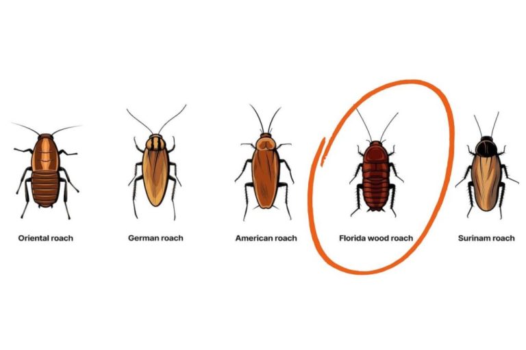 Wood That Repels Roaches