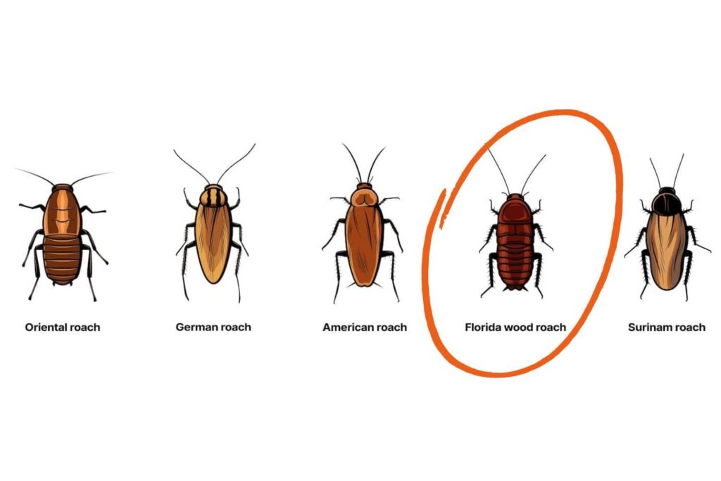 Wood That Repels Roaches