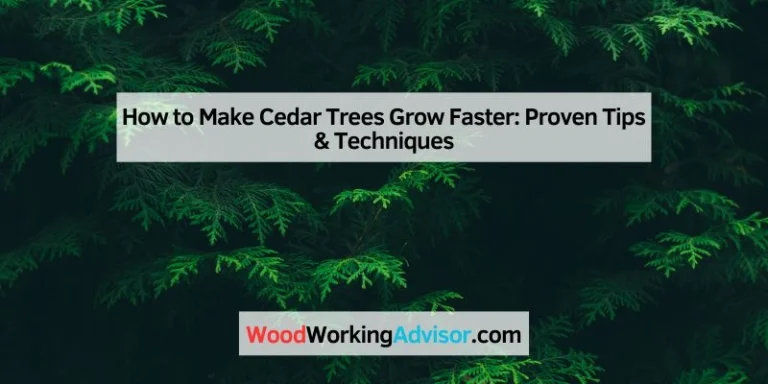 How to Make Cedar Trees Grow Faster