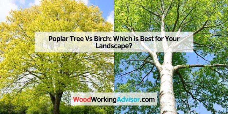 Poplar Tree Vs Birch: Which is Best for Your Landscape?