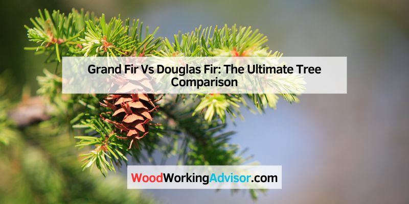 Grand Fir Vs Douglas Fir