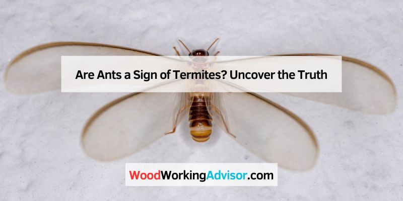 Are Ants a Sign of Termites