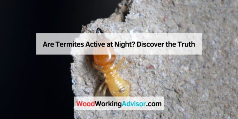 Are Termites Active at Night
