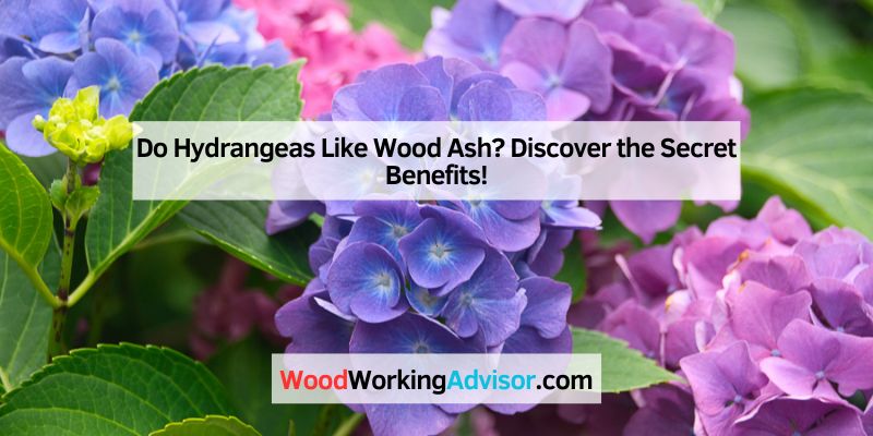 Do Hydrangeas Like Wood Ash